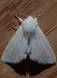 Virginian Ermine